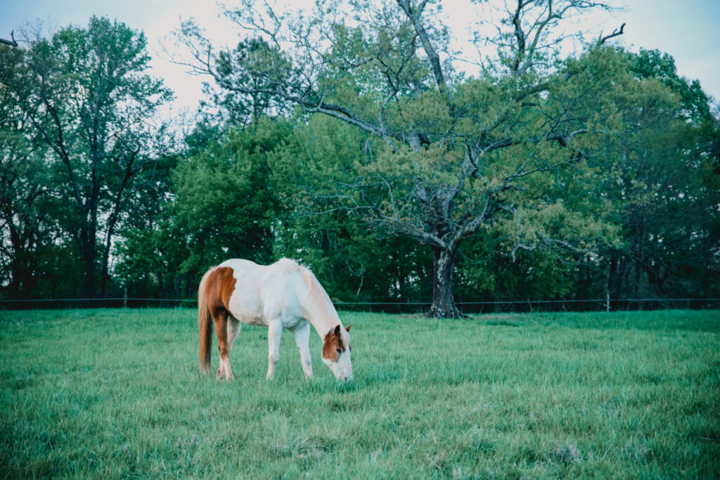 Palomino Paint horse grazing in a green field.