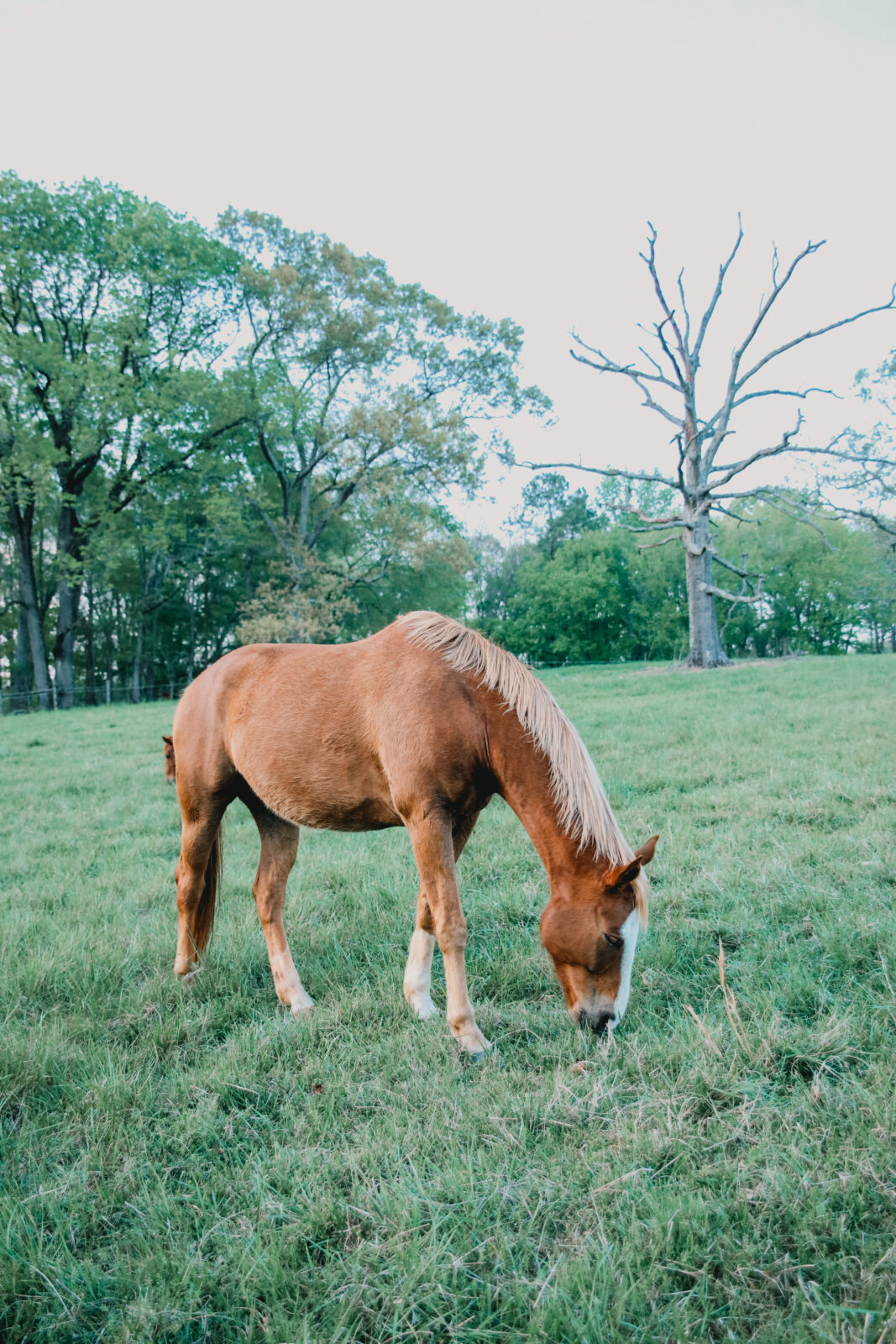 chestnut horse grazing in green grass