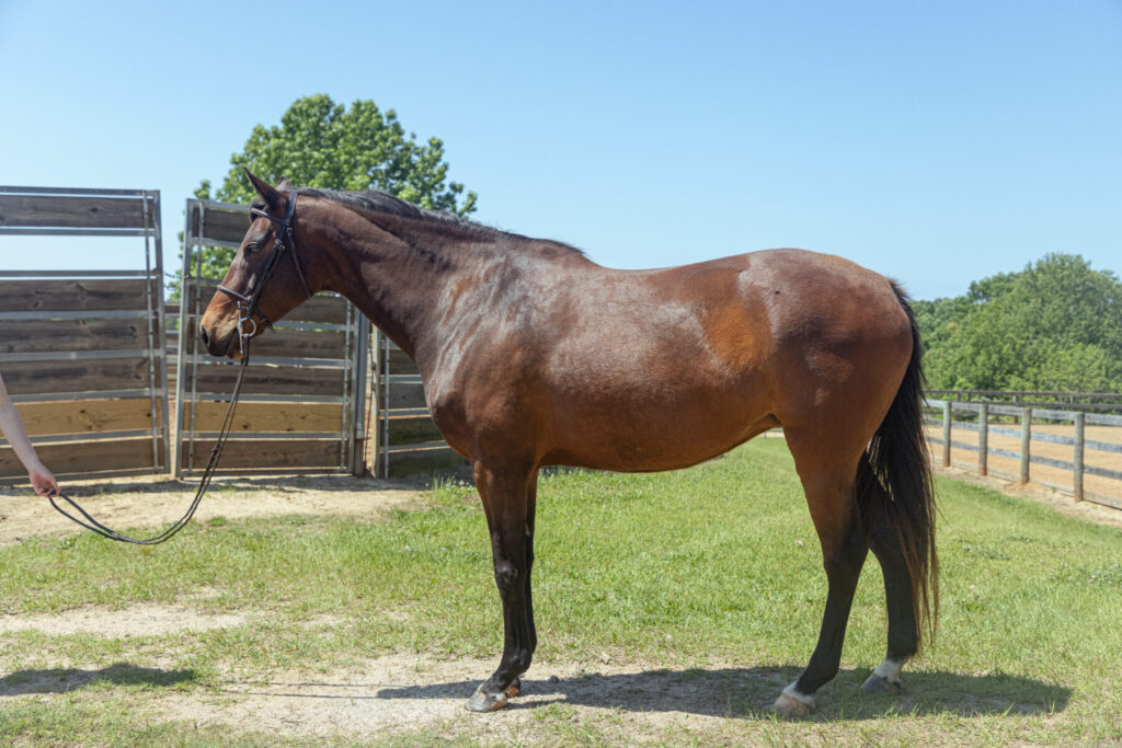 Conformation picture of horse standing in front of arena