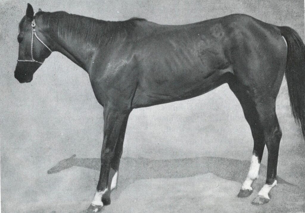 A side view of a standing horse with a dark coat, white markings on three legs, and a bridle, against a plain background.