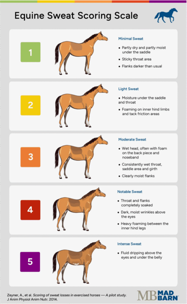 Sweat Scoring Scale infographic, described below.