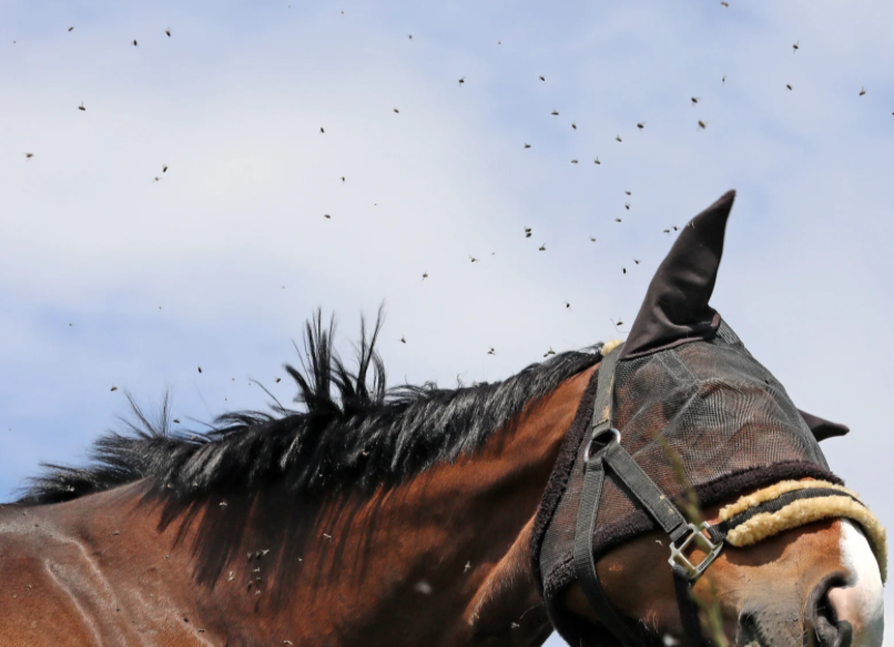 A horse wearing a fly mask shakes its head as dozens of small flies swarm around its face under a blue sky.