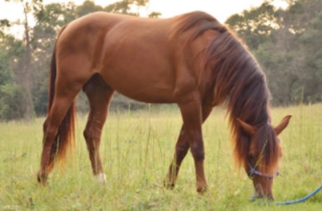 A brown horse with a long mane grazes on grass in a grassy field, with trees in the background.