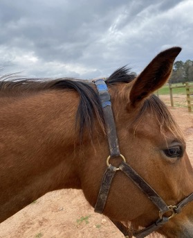 Close-up of a brown horse's head wearing a halter, standing outdoors on dirt ground with a cloudy sky and fencing in the background. 