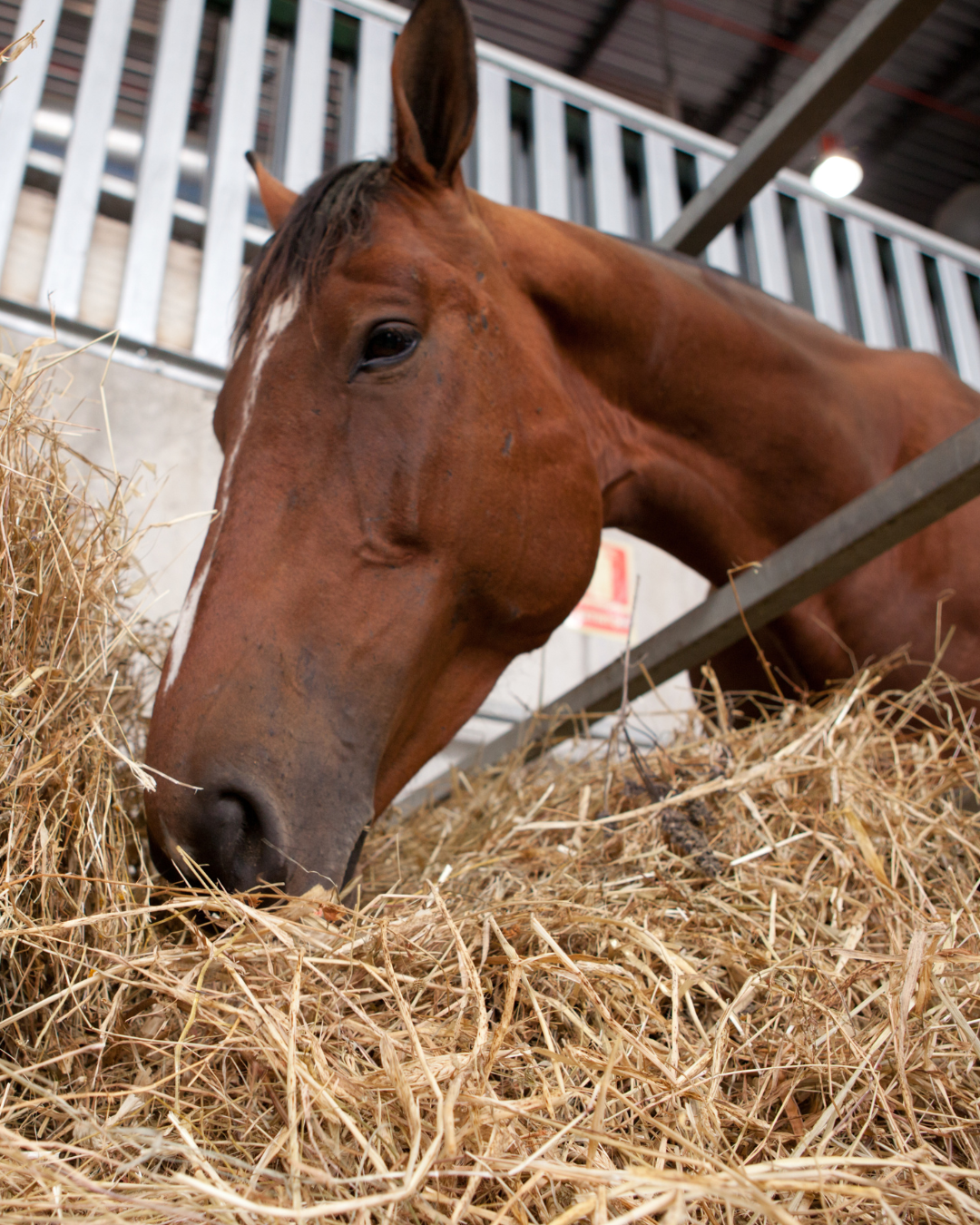 dark brown horses eating hay in a stall