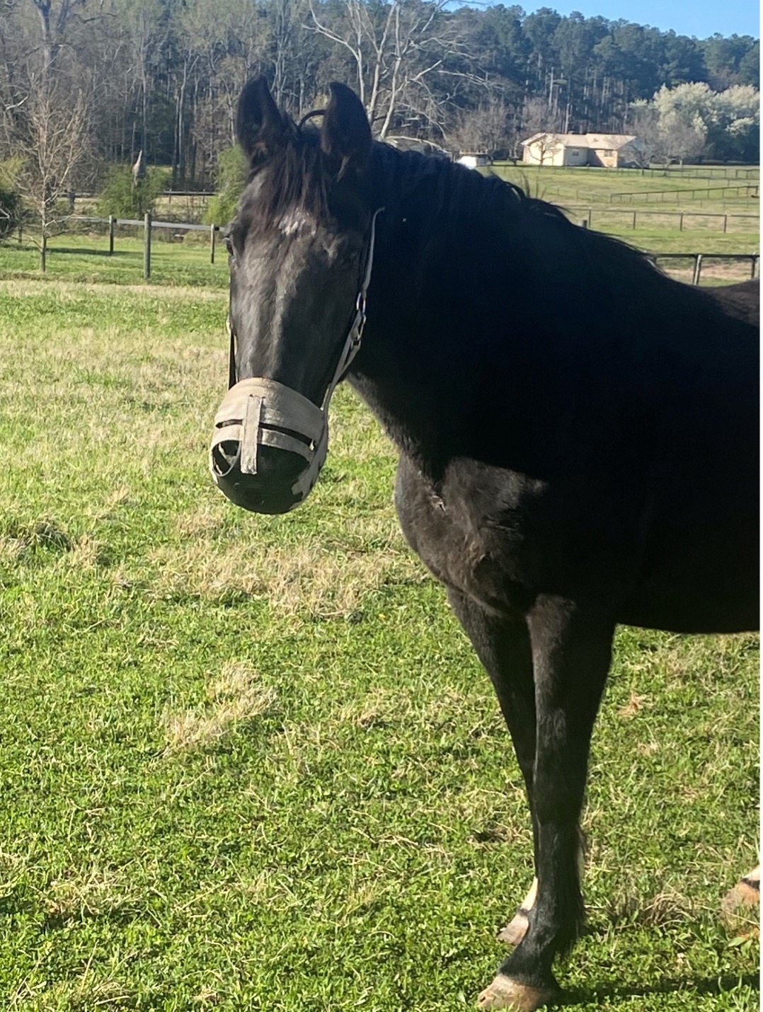close-up photo of black horse wearing a light grey grazing muzzle.