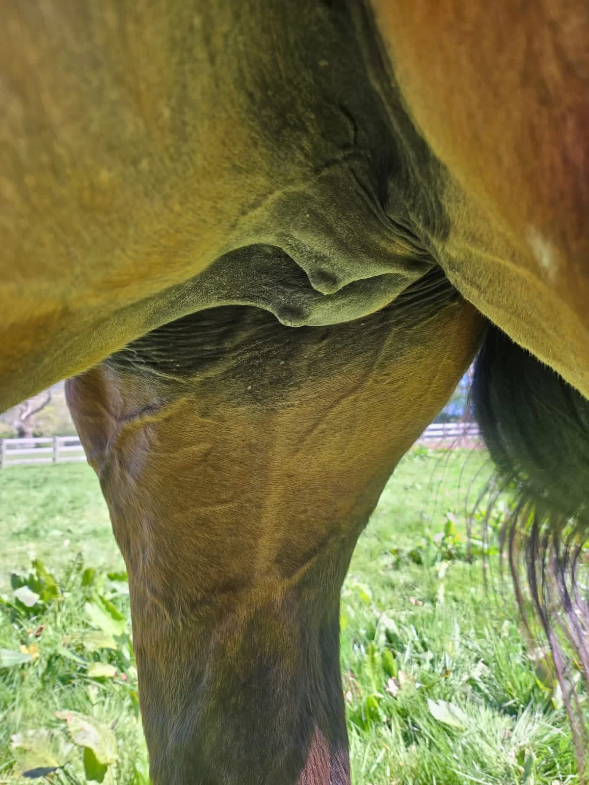 close-up image of mare's udder