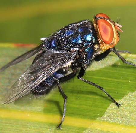 close-up image of New World Screwworm Fly on a blade of grass